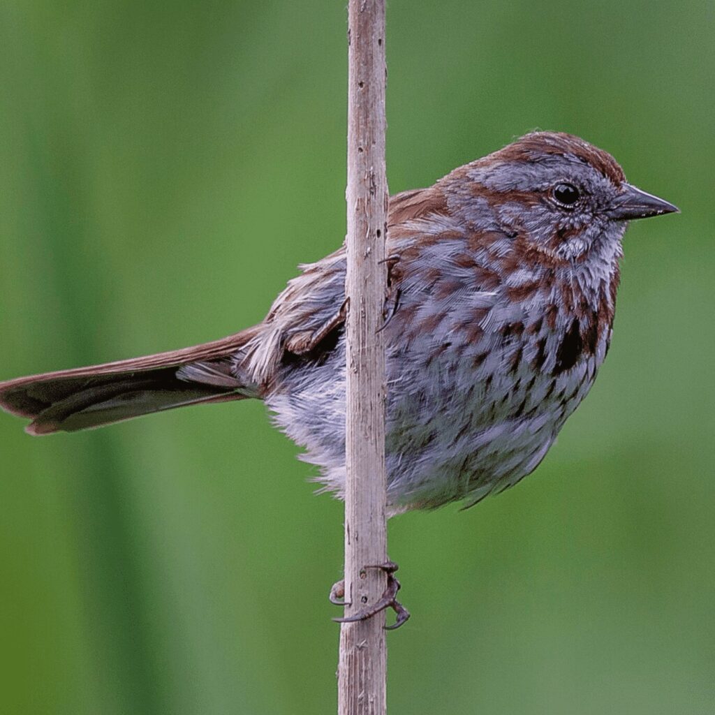 A song sparrow on a vertical twig.